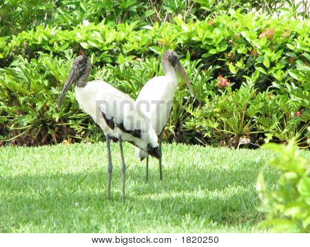 Woodstork paar van hout Storks