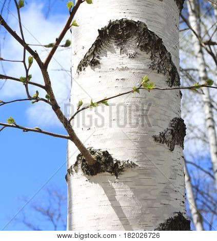 Trunk of birch close up / birch tree trunk / trunk of birch with white bark in spring
