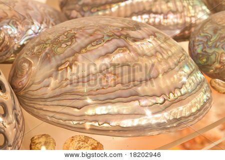Shell