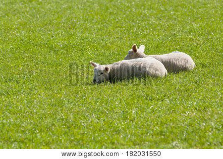 Pair of lambs snuggle together for warmth and comfort in a grassy pasture in rural England