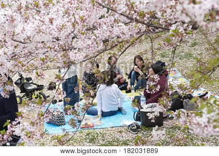 Japanese people sitting on the ground in Hanami festival among cherry blossom sakura in front of Himeji Castle on 15 April 2017