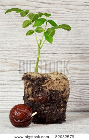Sprout of a young walnut on wooden background