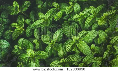Fresh green pepper mint leaves texture, background and wallpaper, horizontal composition