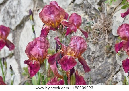 Iris Gladiolus In Bloom In The Garden