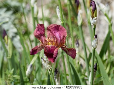 Iris Gladiolus In Bloom In The Garden