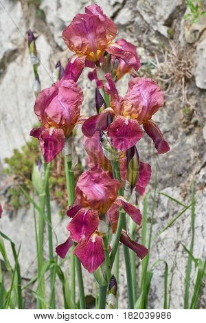 Iris Gladiolus In Bloom In The Garden