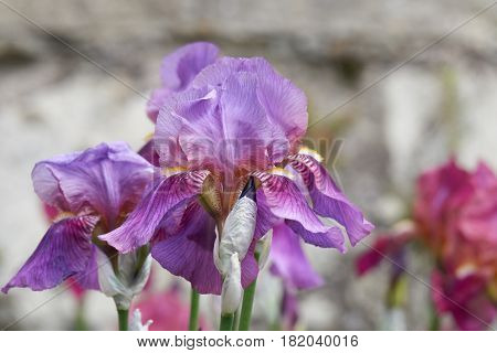 Iris Gladiolus In Bloom In The Garden