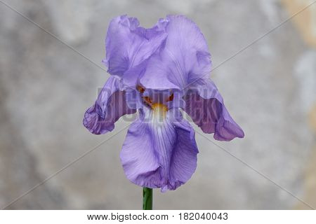 Iris Gladiolus In Bloom In The Garden