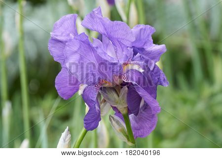 Iris Gladiolus In Bloom In The Garden