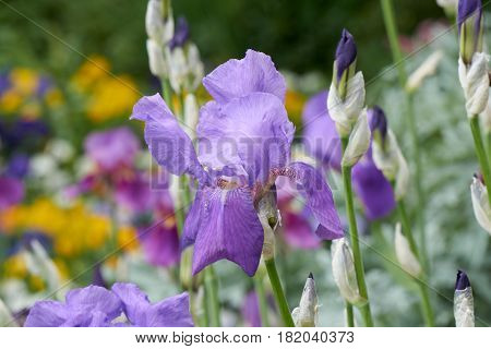 Iris Gladiolus In Bloom In The Garden