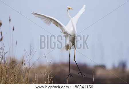 Great Egret in the lake of the Roman coast in Italy
