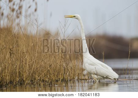 Great Egret in the lake of the Roman coast in Italy