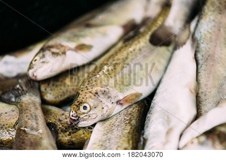 Fresh Black Sea Salmon Fish On Display On Ice On Market Store Shop. Seafood Fish Background. Black Sea Salmon Is A Fairly Small Species Of Salmon. It Inhabits Northern Black Sea Coasts And Inflowing Rivers.