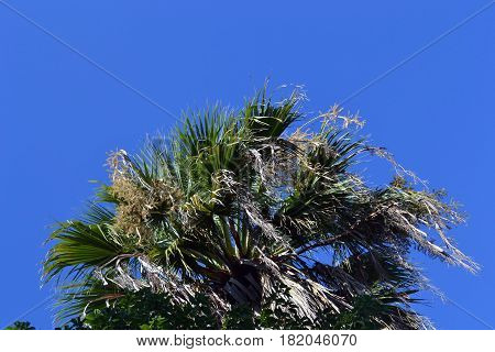 Green palm tree on blue sky background