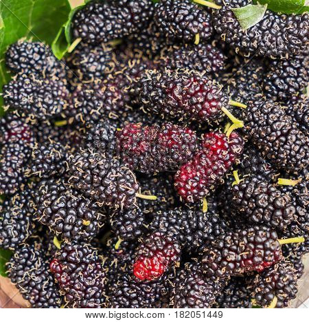 Mao Berry Is Thai's Blueberry Plant From North-east Thailand