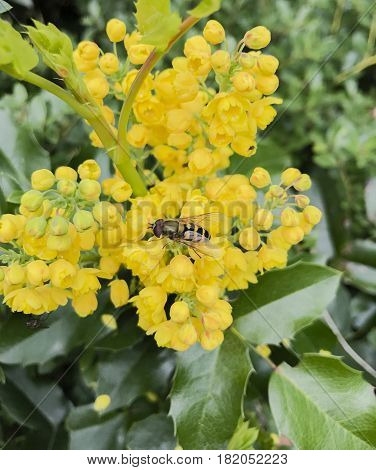 Mahonia aquifolium is a species of flowering plant in the family Berberidaceae
