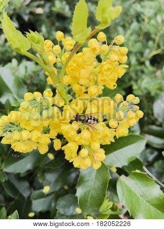 Mahonia aquifolium is a species of flowering plant in the family Berberidaceae
