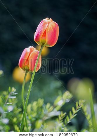 Red and Orange upright tulips growing towards the sun in angular position with a clean background