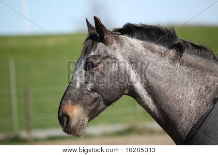 Ritratto di cavallo nel profilo.