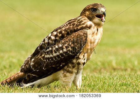 Red tail hawk sitting on a warm summer day