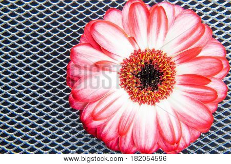 Red gerbera flower with grid black and white background