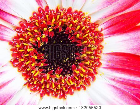 Beautiful red flower,  pink gerbera flower detail