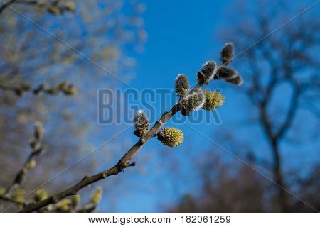 willow buds bloom in spring.furry catkins are young in early spring