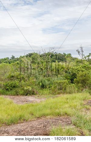 Morro Do Gaucho Mountain Vegetation