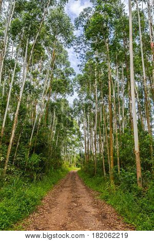 Eucalyptus Forest In Morro Do Gaucho Mountain Landscape