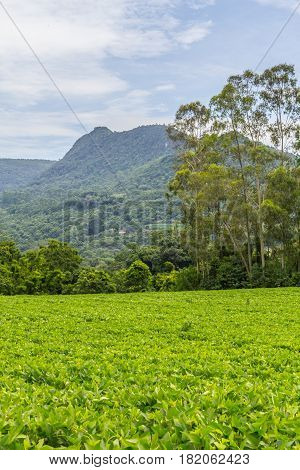 Soy Plantation In Farm
