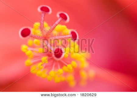 Estame de hibisco