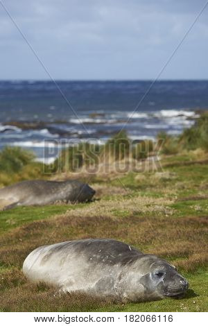 Southern Elephant Seal (Mirounga leonina) in the tussock grass above the coast on Sealion Island in the Falkland Islands.