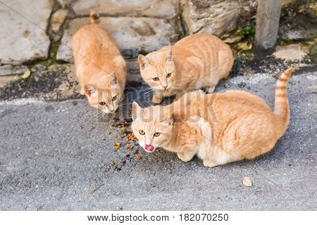 Street cats eating food - Concept of homeless animals.