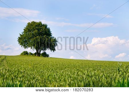 Alone tree in the field of wheat in early summer
