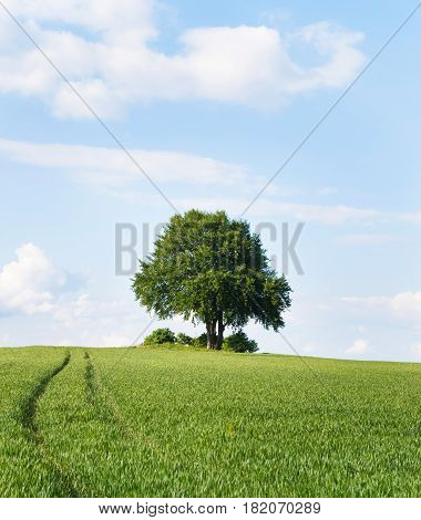 Alone tree in the field of wheat in early summer