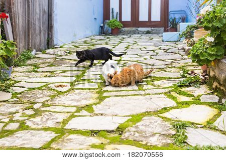 Street cats eating food - Concept of homeless animals.