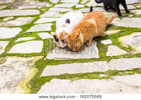 Street cats eating food - Concept of homeless animals.