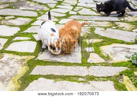Street cats eating food - Concept of homeless animals.