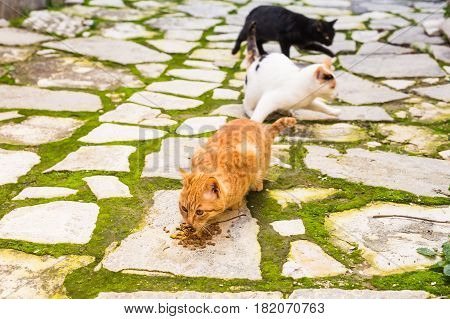 Street cats eating food - Concept of homeless animals.