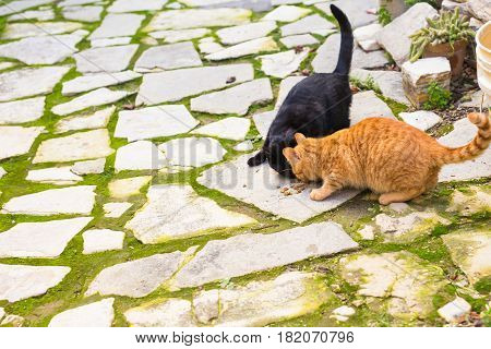 Street cats eating food - Concept of homeless animals.