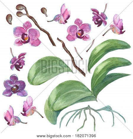 Set of isolated watercolor hand drawn orchids for your design