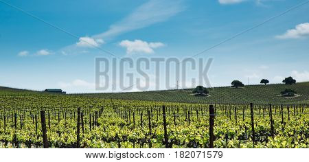 Vineyard on hillside on sunny day with vines at the beginning of spring