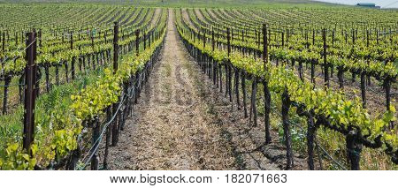 Vineyard with new vines at the beginning of spring