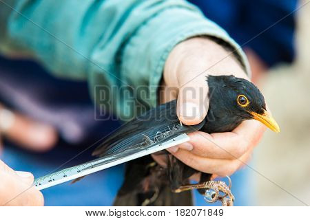 Man measuring wing of Mirlo (Turdus merula)
