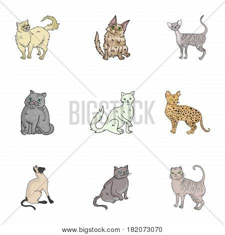 Collection of cats in one picture. Different cats in one picture. Cat breeds icon in set collection on cartoon style vector symbol stock web illustration.