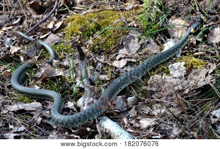 A grass snake crawling in a forrest