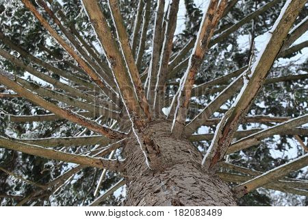 View from the ground level of a pine tree