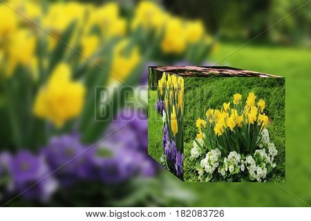 3D Cube flower, Petunias, Yellow daffodil, pansies, snapdragon and marigold, beautiful flower green grass background 