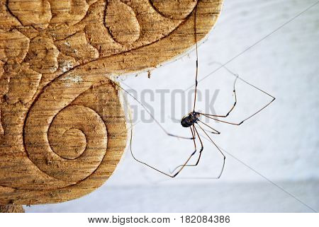 Spider climbing up the side of a chair
