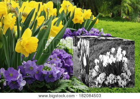 3D Cube flower,Petunias, Yellow daffodil,pansies, snapdragon and marigold, beautiful flower green grass background black white